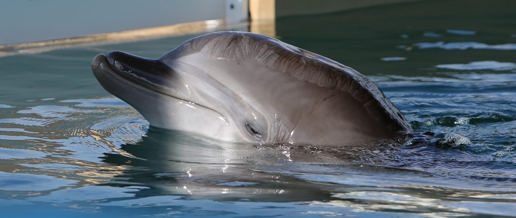 Delphine gesichtet bei Delphine Boats Tour in Cape Coral