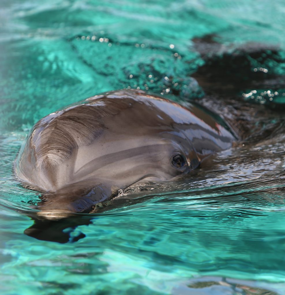 Delphine hautnah in Cape Coral