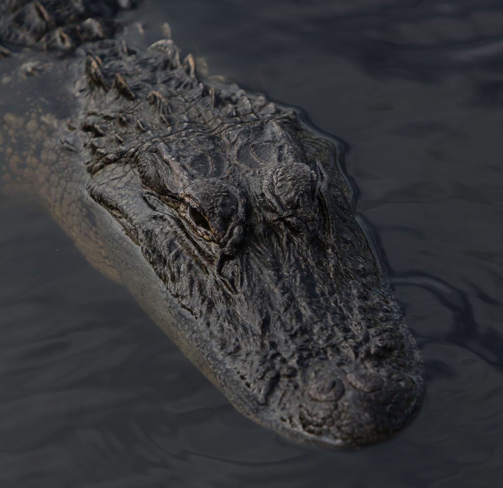 Krokodile im Everglades Nationalpark in Florida