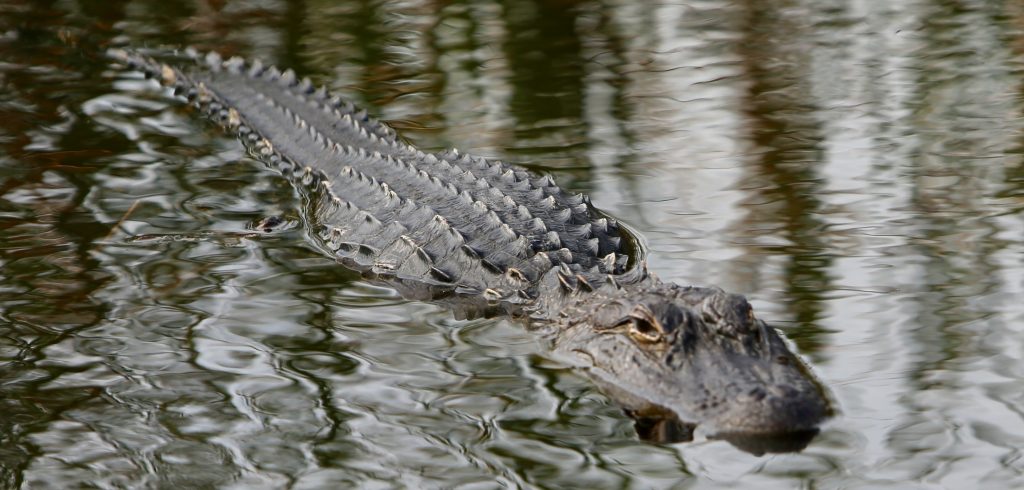 Krokodile in den Everglades in Florida