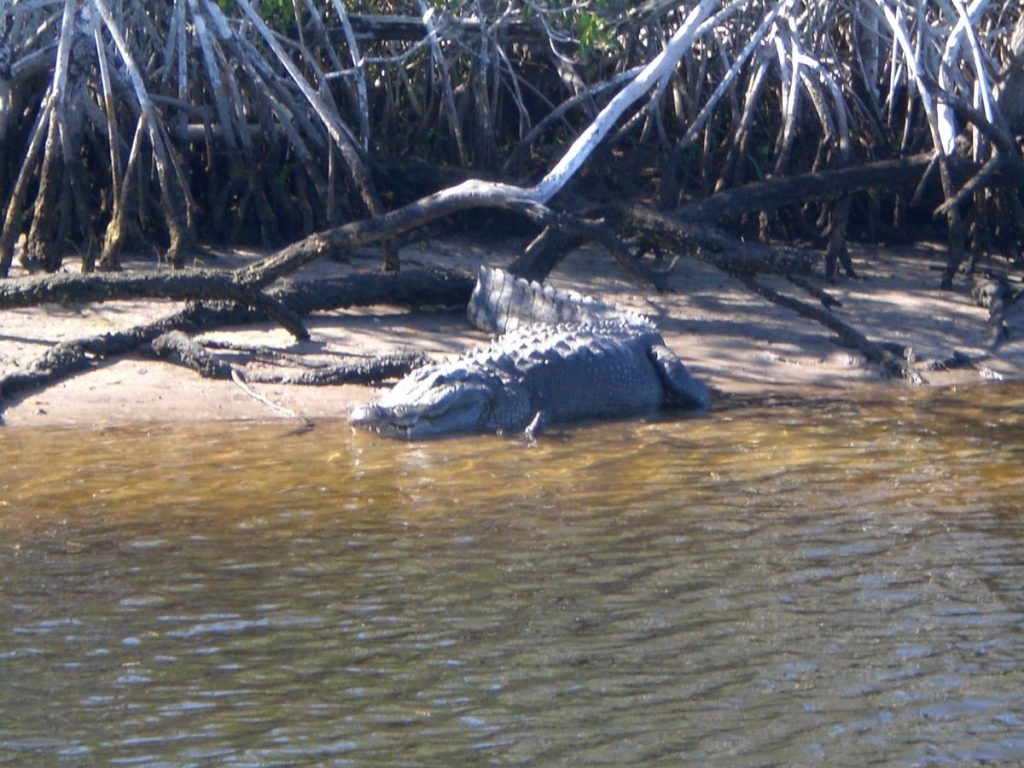 Everglades Ufer mit ruhenden Alligator halb im Wasser