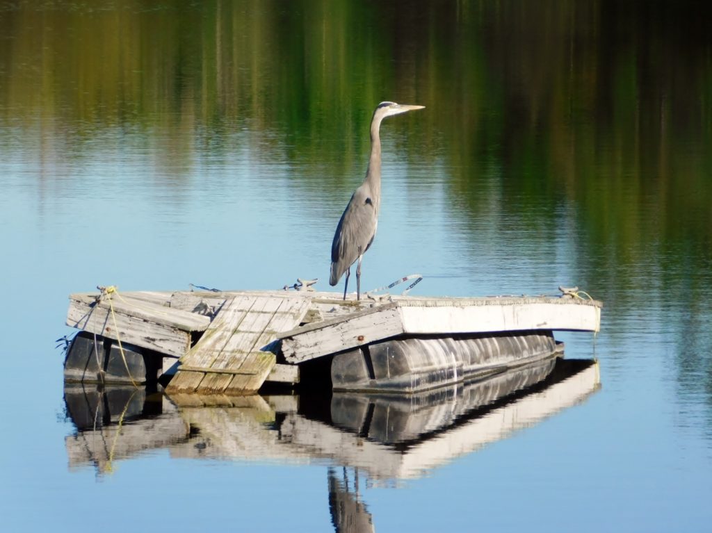 Reiher auf Floßfrack in Cape Coral