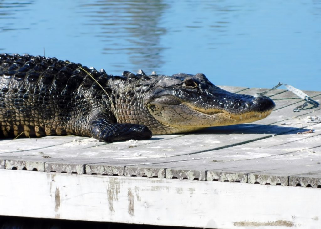 Krokodil auf einem Anlegesteg im Nationalpark Florida