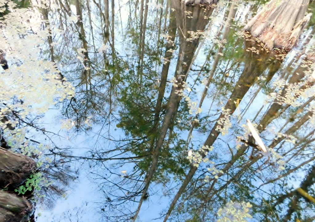 Bäume spiegeln sich im Wasser in Florida