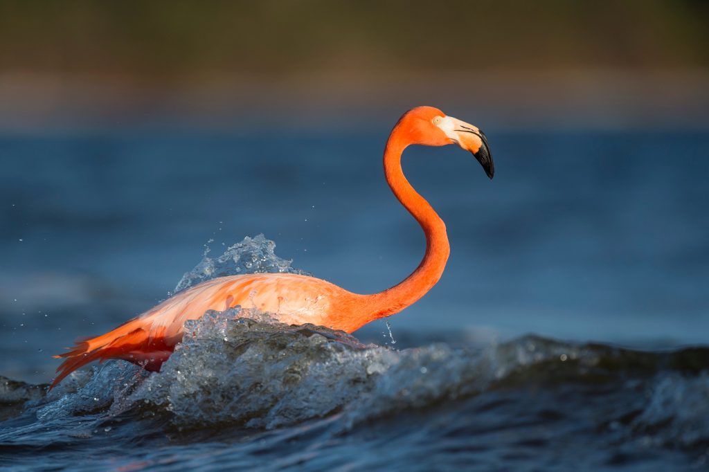 Flamingo in den Welle am Strand