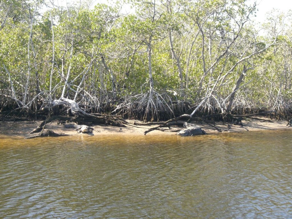 Schlafende Alligatoren im Everglades Nationalpark