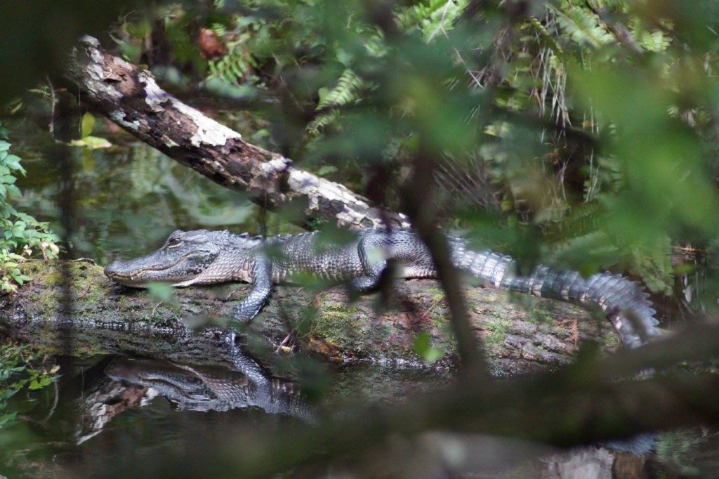 Krokodil am Ufer der everglades