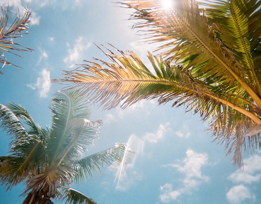 Blick von unten auf zwei Palmenkronen und Sonnenschein Floridas