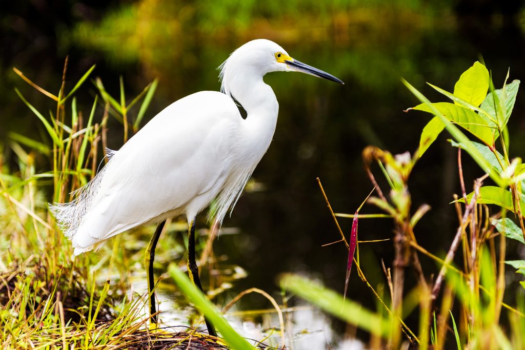 Stehender Reiher am Ufer des Everglades Nationalpark