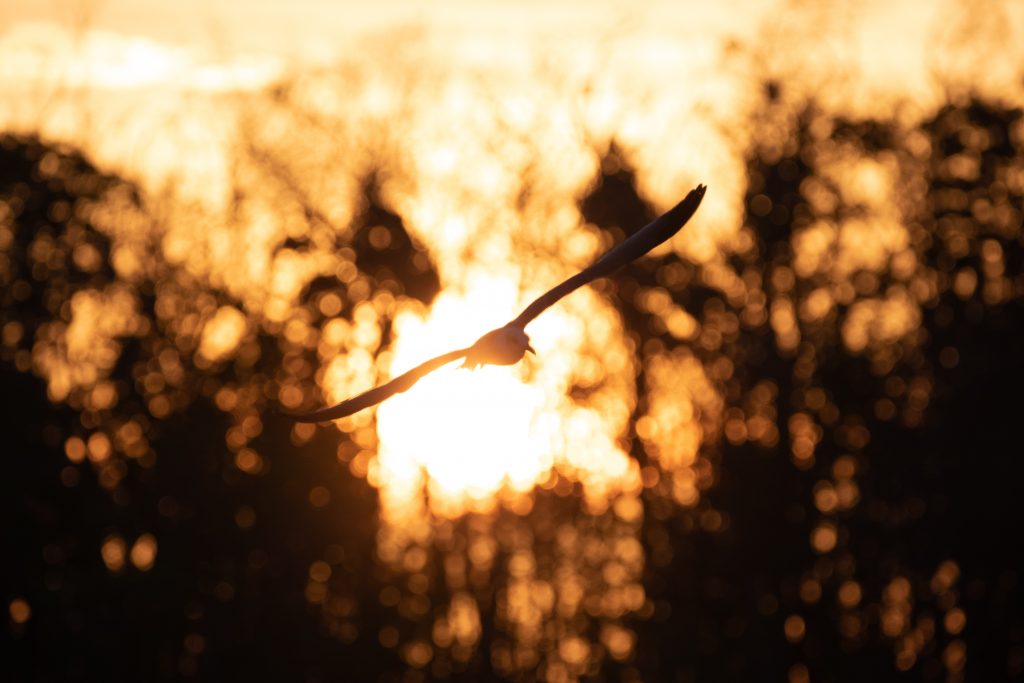 Fliegender Kranich in die Abendsonne bei den Everglades in Florida