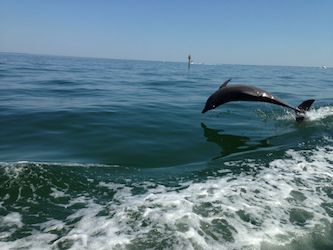 Bootsausflug bei Cape Coral mit Delfin